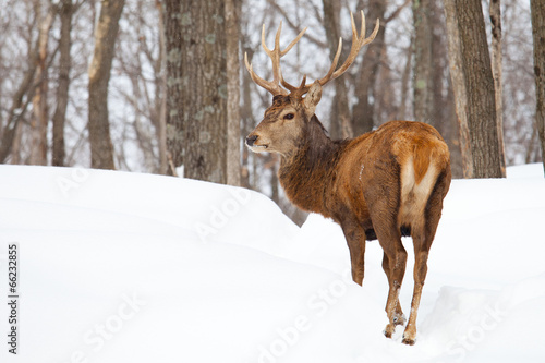 Elk in winter forest snow
