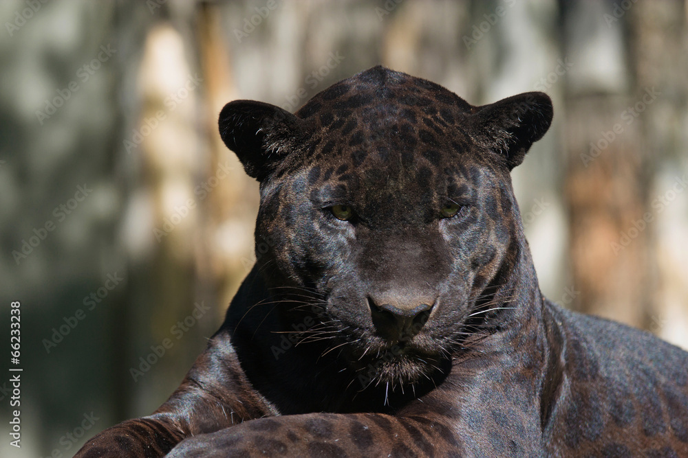 Naklejka premium Portrait of the black leopard