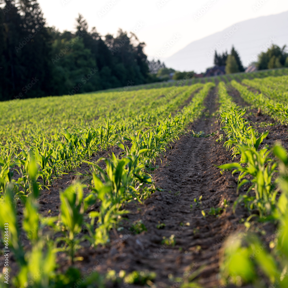 Corn field in late spring Corn field in late spring