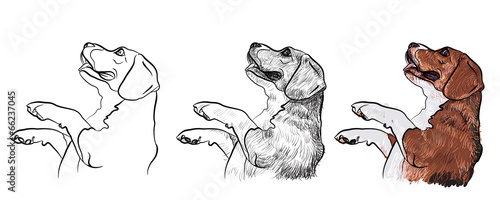 Beagle,begging for food