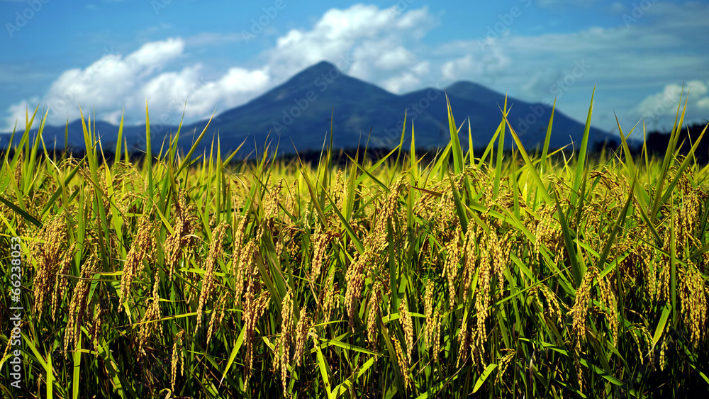 Naklejka premium 磐梯山と稲穂