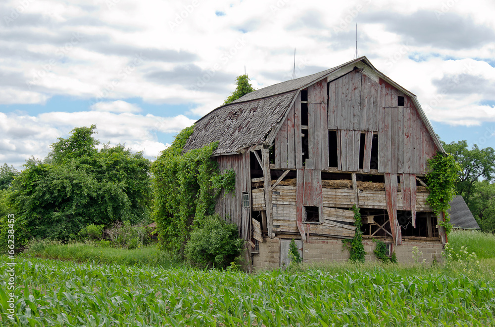 Obraz premium dilapidated old barn in a cornfield