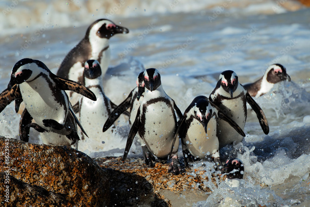 Obraz premium Pingwiny afrykańskie (Spheniscus demersus)