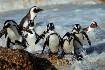 Fototapete Pinguin Afrikanische Pinguine an Felsenküste  © EcoView