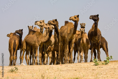 Camel at the Pushkar Fair in Rajasthan  India