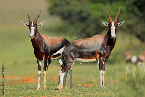 Blesbok antelopes