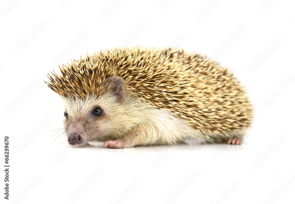 Hedgehog isolate on white background Hedgehog isolate on white background