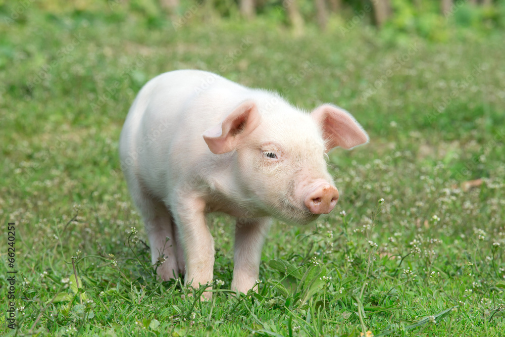 pig pig