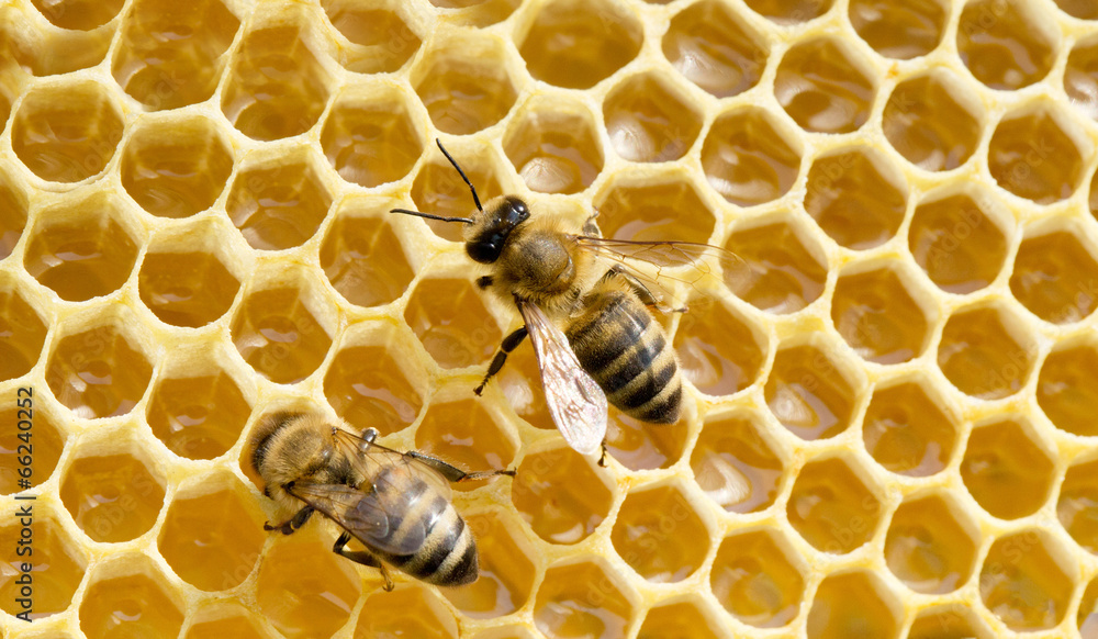  bees on honeycells - obrazy, fototapety, plakaty 