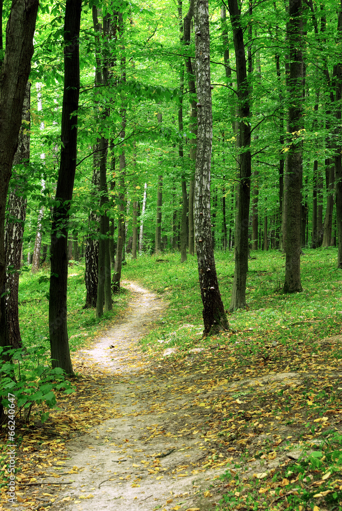 forest trees forest trees