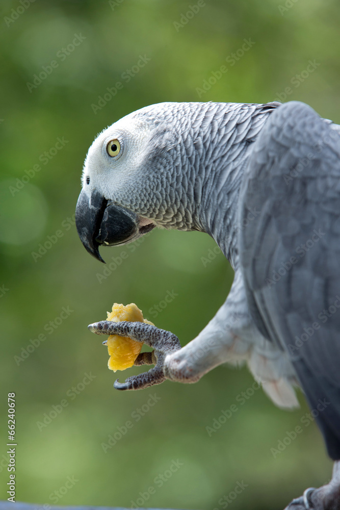 Obraz premium parrot bird