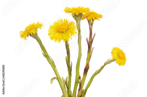 Tussilago farfara flowers photo