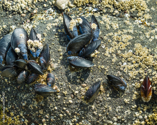 Group of mussels clinging to rocks