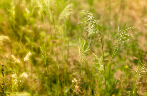 Spartina pectinata  moved by the wind in a meadow  under the warm spring sun photo