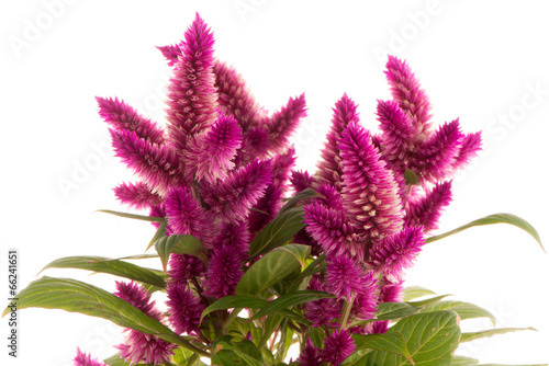 Fototapeta Naklejka Na Ścianę i Meble -  Cockscomb celosia spicata plant