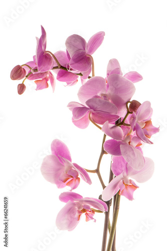 Fototapeta Naklejka Na Ścianę i Meble -  Beautiful pink orchid