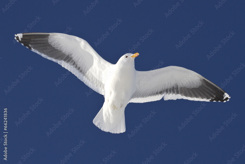 Fototapeta premium Dominican gull soaring over the Antarctic islands sunny winter d