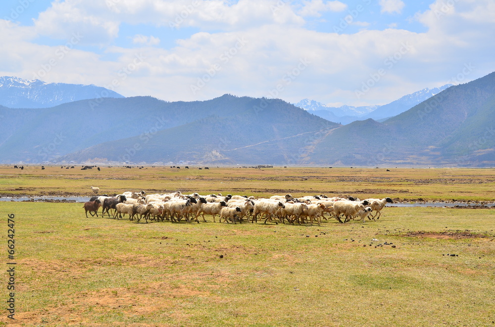 Group of Sheep in Savanna Fields