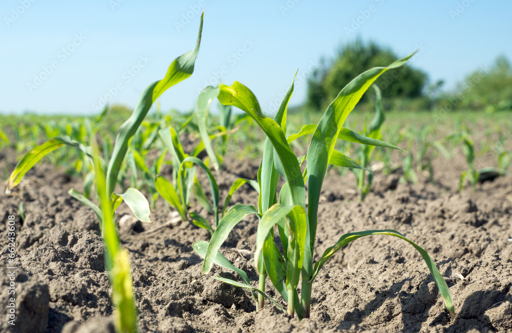 junge Maispflanzen auf einem Feld junge Maispflanzen auf einem Feld