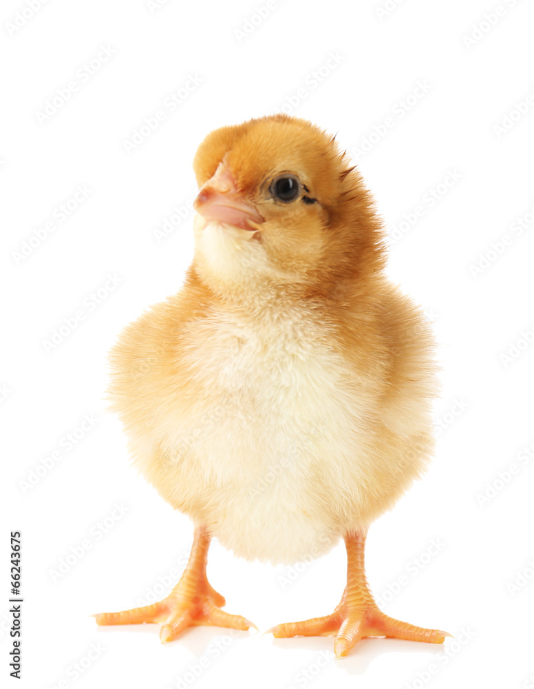 Fototapeta premium Little cute chicken isolated on white