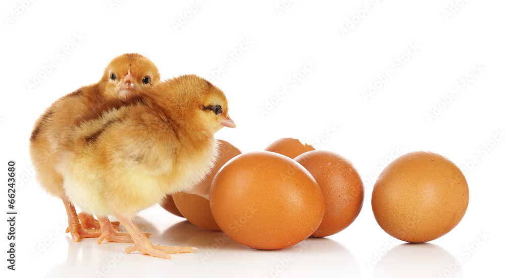 Little cute chickens and egg shell isolated on white Little cute chickens and egg shell isolated on white