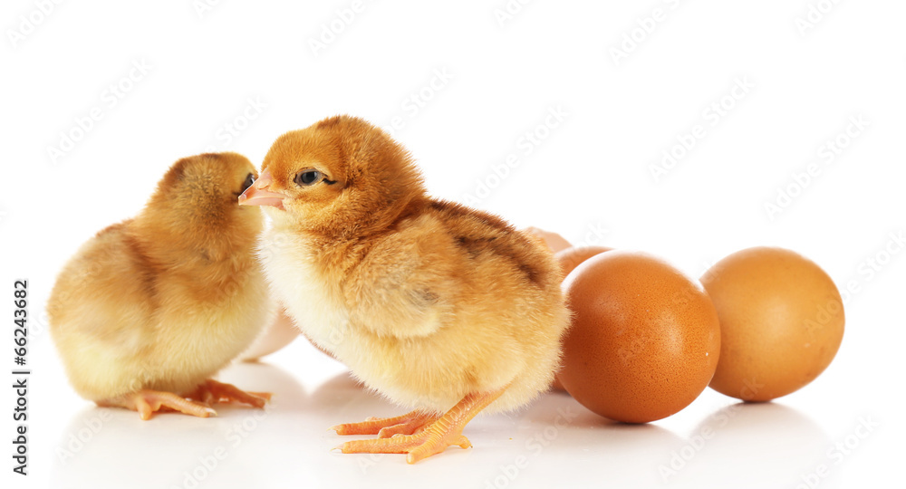 Fototapeta premium Little cute chickens and egg shell isolated on white