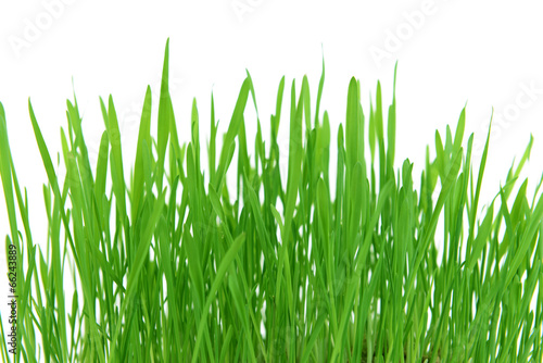 Beautiful spring grass on white background
