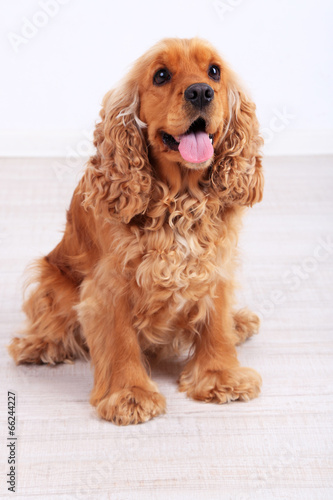 Obraz na płótnie English cocker spaniel in room