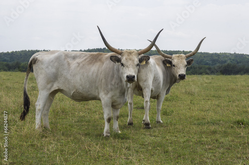 Two Cows On The Summer Field.