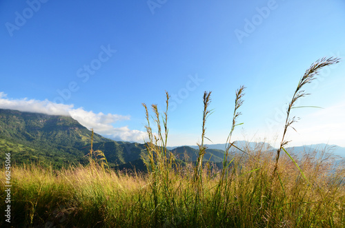Grass Fields with Sunlight
