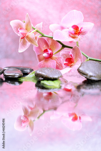 Fototapeta Naklejka Na Ścianę i Meble -  Composition with beautiful blooming orchid with water drops and
