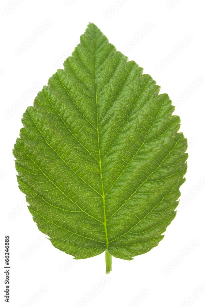 raspberry leaves raspberry leaves