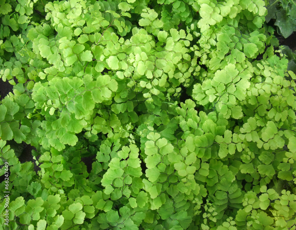 Adiantum Adiantum