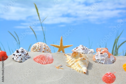 Düne mit Muscheln und Seestern