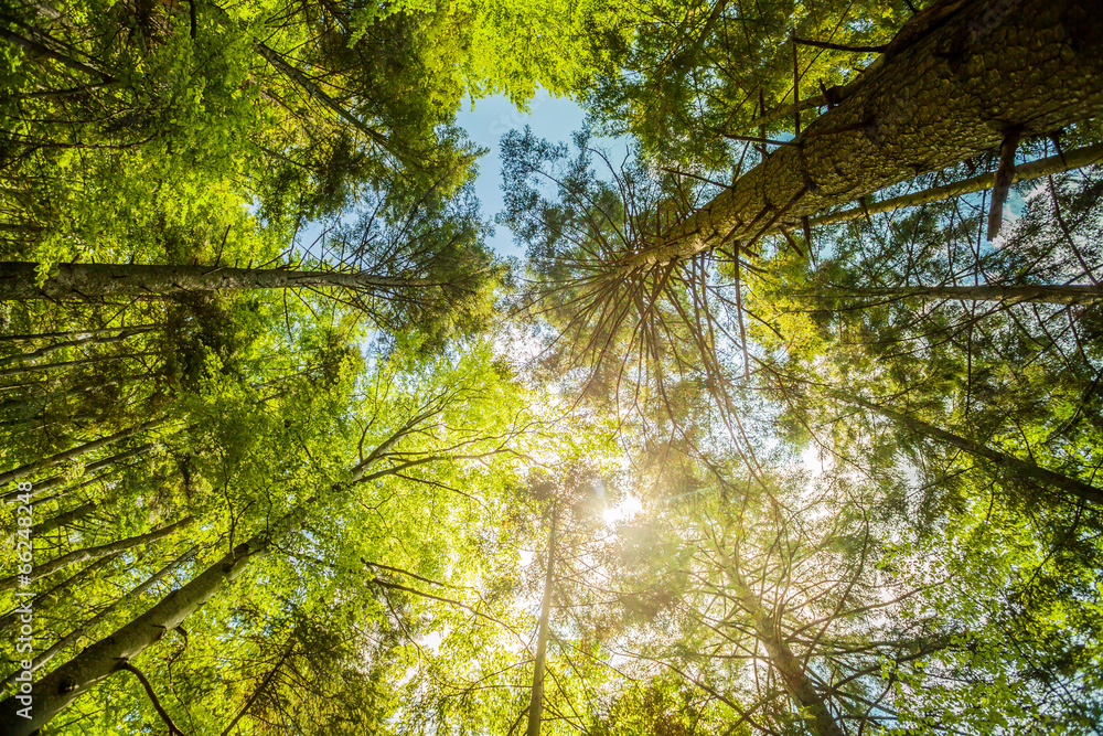 Fototapeta premium Sunshine in the colorful forest with blue sky and great weather