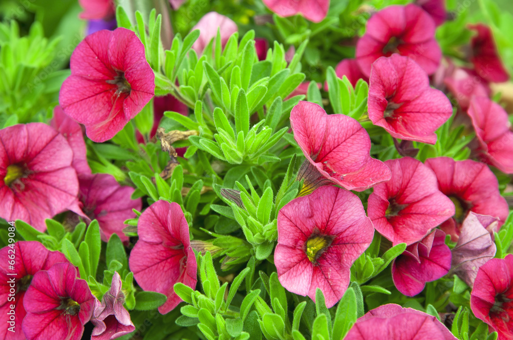 Petunie lila, Balkonblumen Petunie lila, Balkonblumen