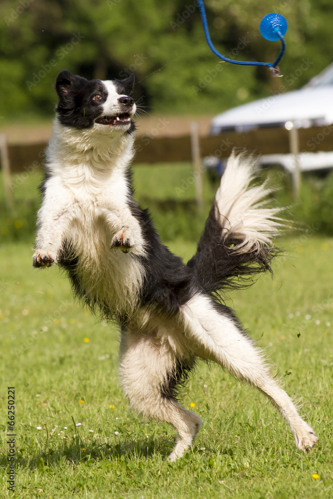 Border Collie beim Spiel 