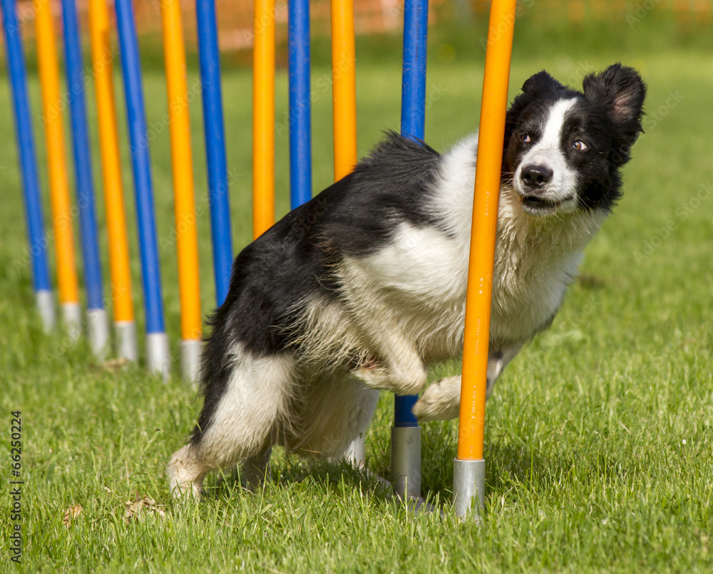Border Collie beim Agility Border Collie beim Agility