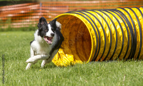 Border Collie beim Agility