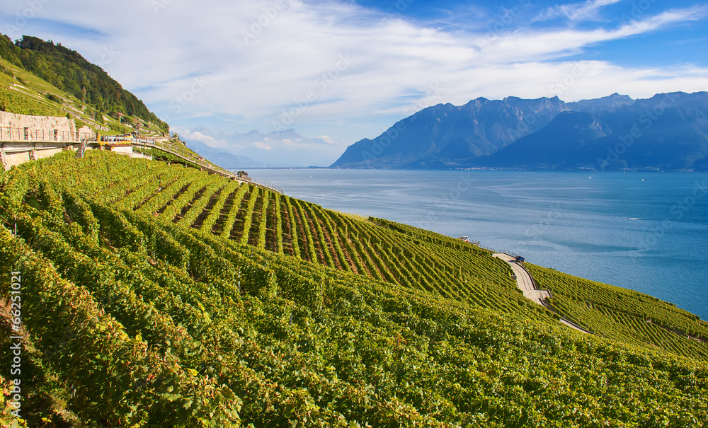Fototapeta premium Lavaux region