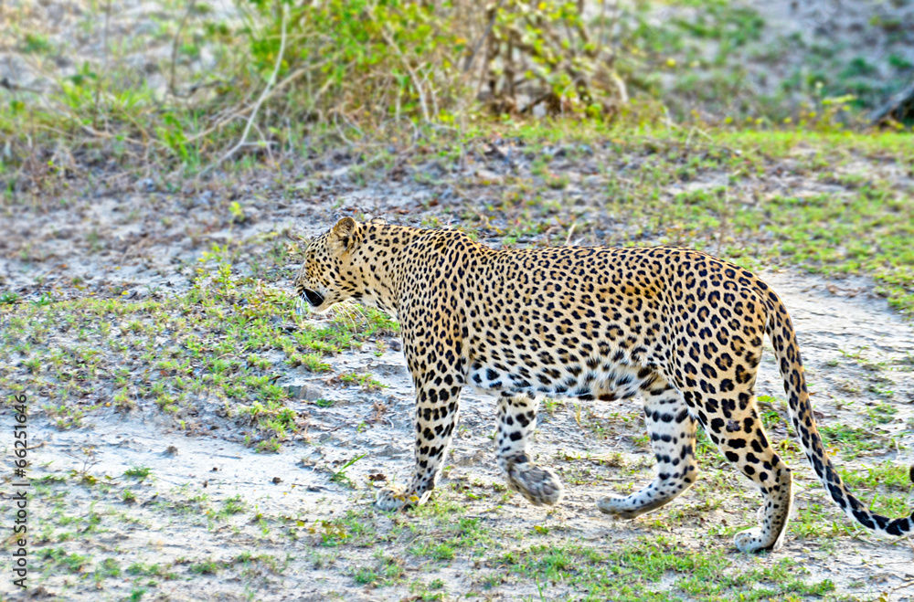Sri Lankan Leopard - Panthera Pardus Kotiya Sri Lankan Leopard - Panthera Pardus Kotiya