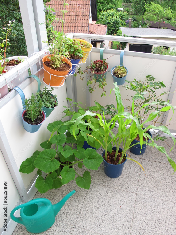 Gemüsepflanzen in Töpfen auf dem Balkon StockFoto Adobe Stock