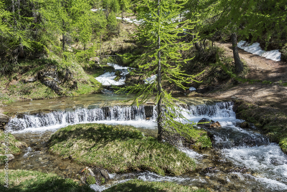 River in the forest of Devero Alp Stock Photo | Adobe Stock