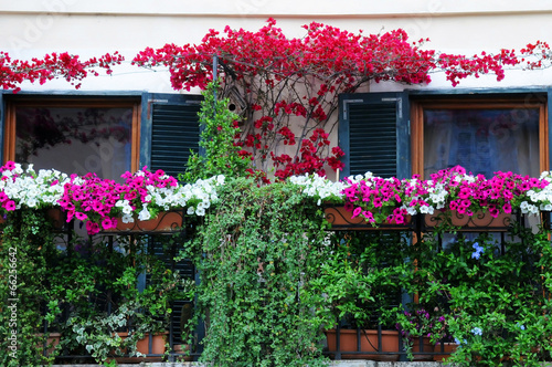 Balcony Garden in Blossom