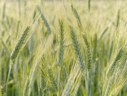 Green unripe barley