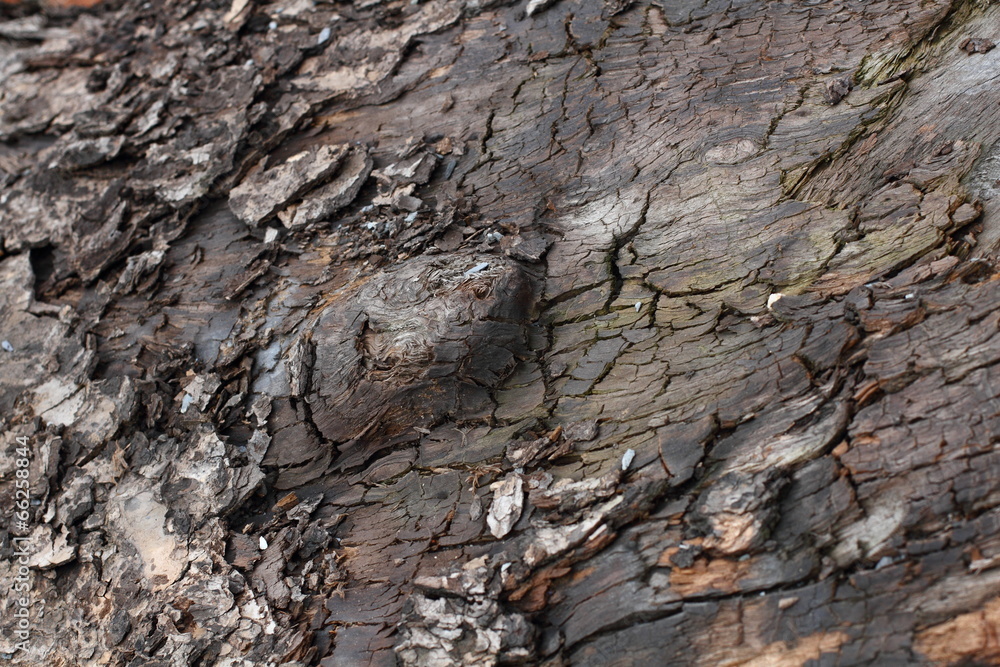 Old and precious log local Old and precious log local
