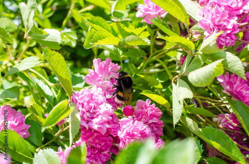 pink rose and bumble-bee photo