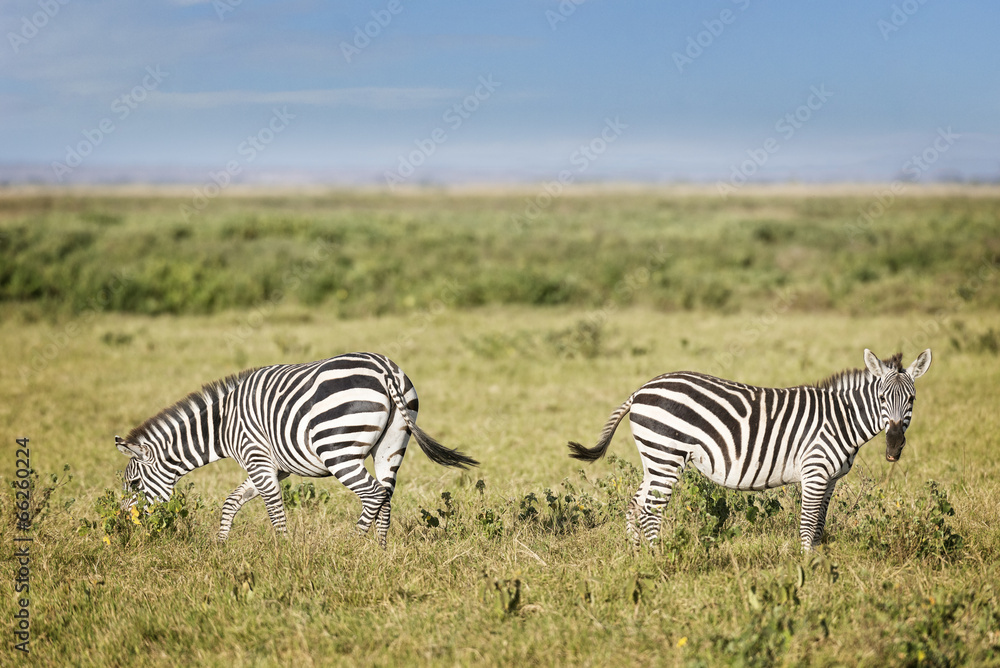 Obraz premium plain zebras