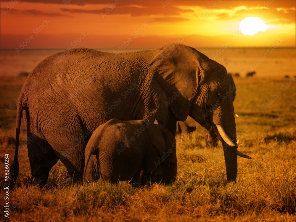 Forest elephant with her calf at sunset
