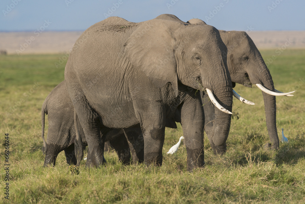 Obraz premium African Bush Elephants